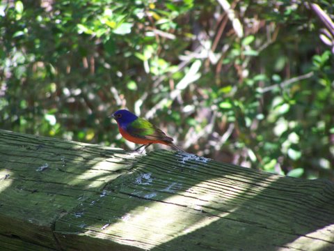 painted bunting on the trail