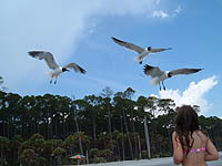 laughing gulls and child