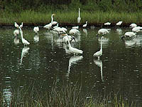 snowy egrets