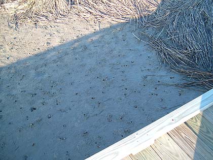 fiddler crabs below