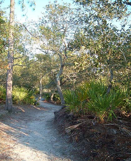 sunny trail