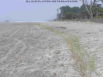 all the sea oats in a row