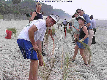 sea oats planting