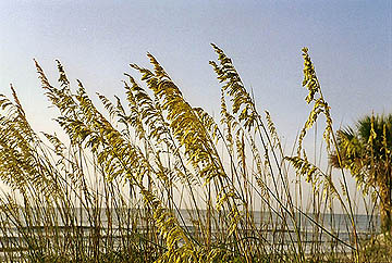 sea oats