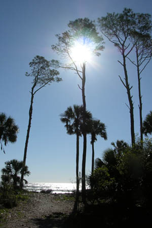 palm and sun