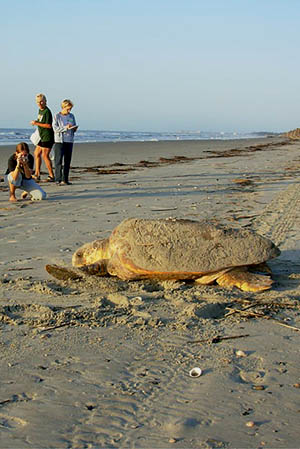 turtle on the beach
