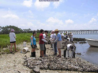 setting out the new reefs