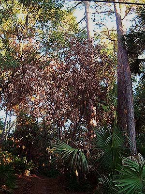 dead red bay trees