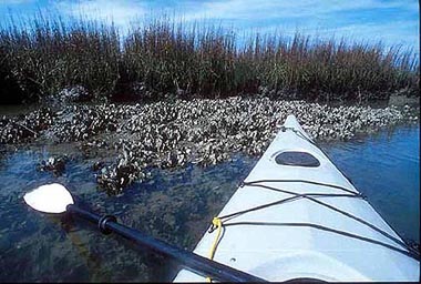 kayak