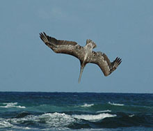diving pelican