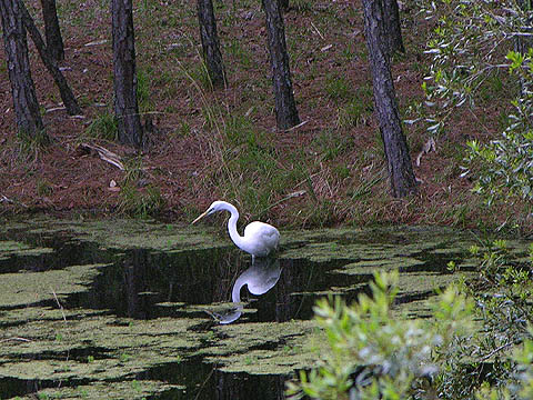 do you want to know an egret