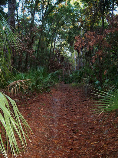 trail with dead red bays