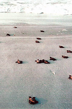 More Baby Turtles