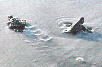 Baby Turtles