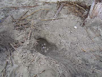 Nest #1 Dig
