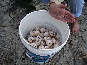Nest #1 Eggs