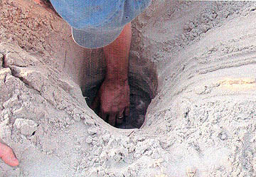 Nest #6 New Chamber