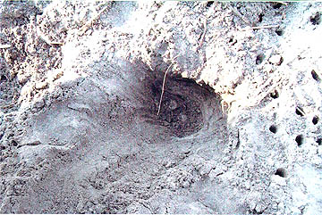 Nest #7 Eggs Revealed