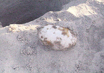 Conjoined Egg