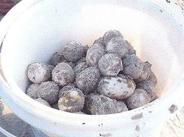 Nest #10 Eggs