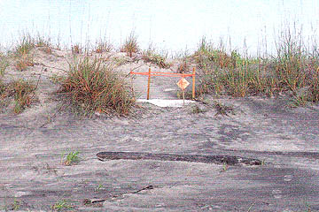 Nest #11