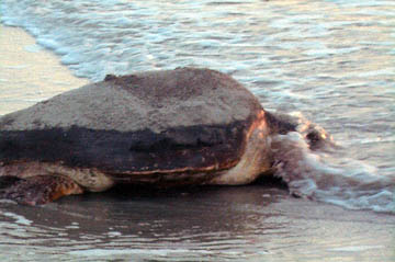 Nest #12 Turtle Close Up