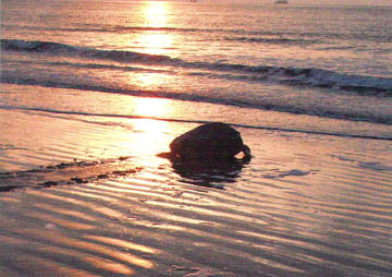 Nest #12 Into the Sunrise