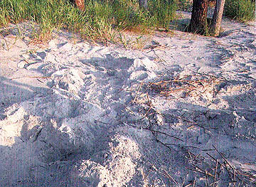 Nest #22 Body Pit