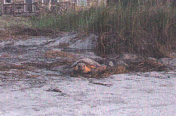 Nest #25 Momma Laying Eggs