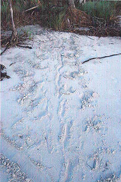 Nest #33 Tracks