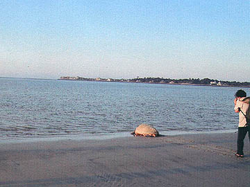 Nest #38 Back to the Ocean