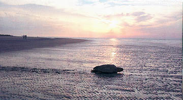 heading back to the sea