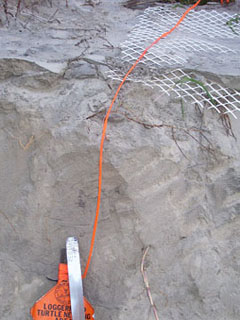 Nest #8 Washed Away