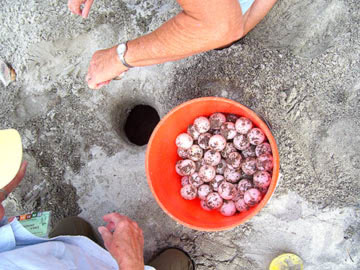 Nest #11 Eggs in Bucket