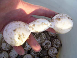 Nest #16 Odd Egg