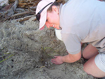 Nest #16 Eggs Found