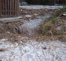 Nest #16 Body Pit