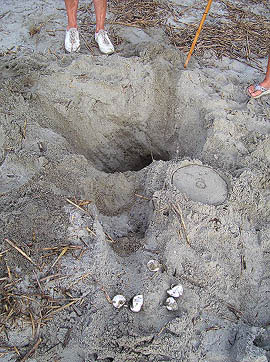 Nest #18 Broken Eggs