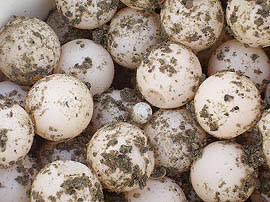 Nest #21 Eggs