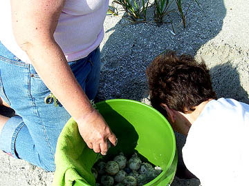 Nest #22 Eggs Into the Bucket