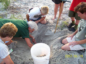 Nest #24 Digging