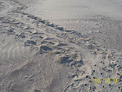 Nest #28 Crawl & Probes