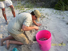 Nest #30 Moving the Eggs