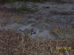 Nest #36 Hush, Turtle Busy