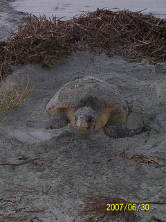 Nest #36 Laying
