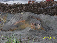 Nest #36 Nice Face