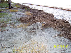 Nest #36 Moving Out