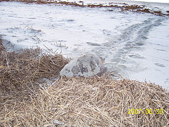 Nest #36 Across the Wrack