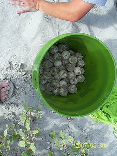 Nest #38 Nice Bucket of Eggs
