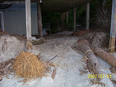 Nest #39 Yep, Here Is the Nest